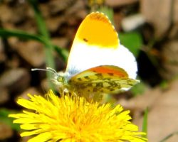 farfalla